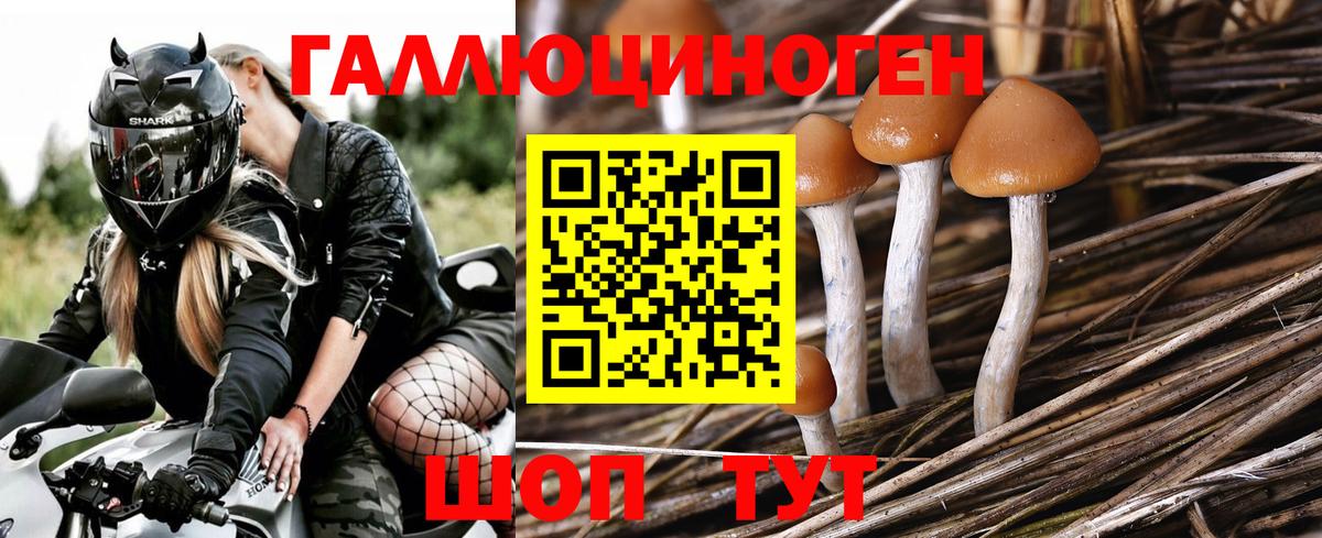 Дивногорск  Галлюциногенные грибы Psilocybine cubensis  Вход с VPN 